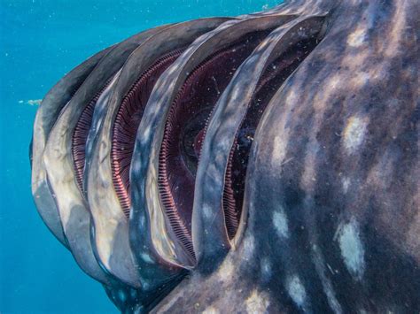 Underwater Photo Of Whale Sharks Gills Shows Incredible Anatomy Of