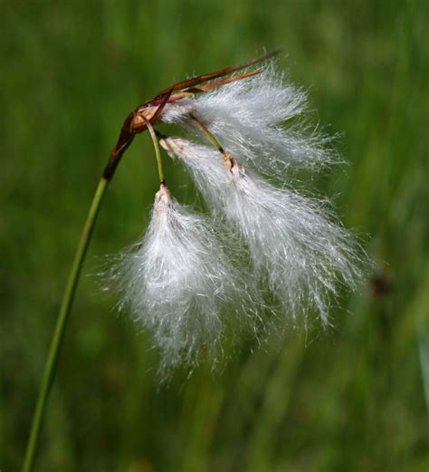 Eriophorum Angustifolium Cotton Grass Tall Cottonsedge North
