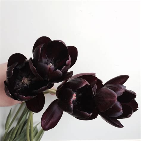 Black Tulips Article Onthursd