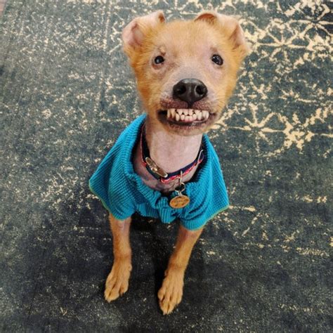 Birth Defect Makes Dog Look Like Hes Permanently Smiling Metro News