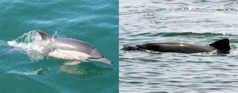 Porpoise Vs Dolphin Sea Creatures Marine Conservation