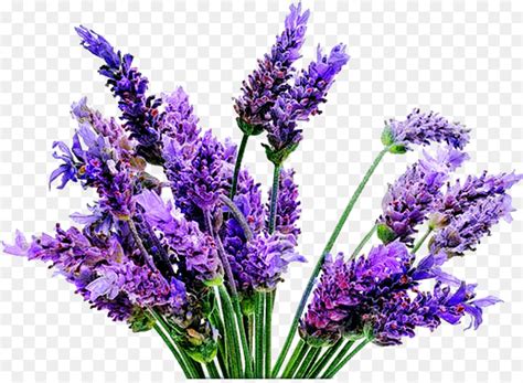 437 Background Bunga Lavender Images And Pictures Myweb