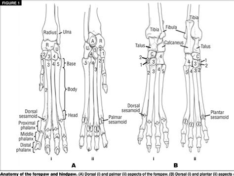 Dog Leg Bones Diagram Dog Anatomy Wikipedia Fit As A Butchers Dog