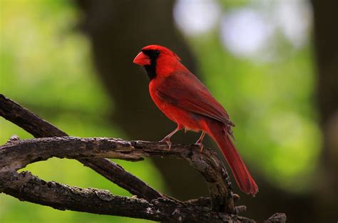 Northern Cardinal Img6739 Larry Reis Flickr