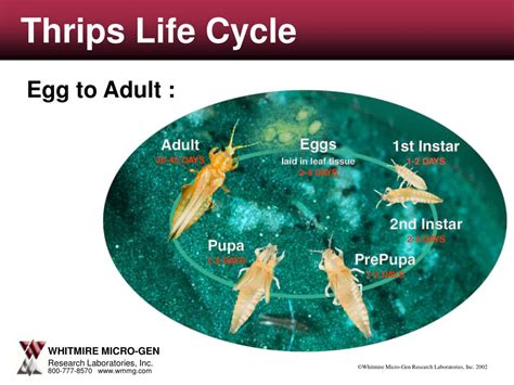 Ppt Aphid Life Cycle Powerpoint Presentation Free Download Id4177688