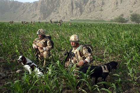 Middle East British Sas To Double Afghan Force Against Taliban