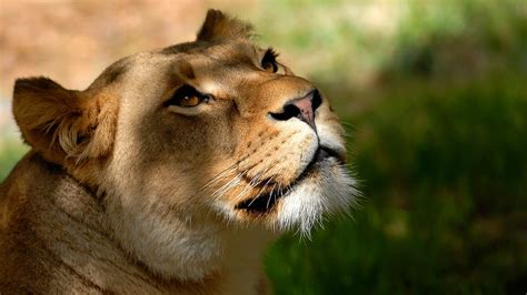 Fond Décran De Lion Fonds Decran Lions Museau Voir Animaux