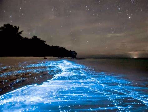 Stamp My Passport Bioluminescencent Light In The Ocean Neon Blue