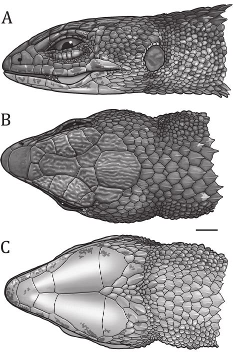 Lateral A Dorsal B And Ventral C Views Of The Head Of A Male