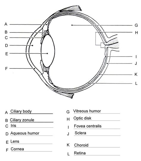 Printable Eye Worksheet