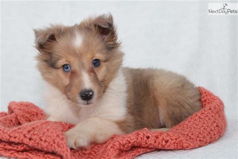 Hi looking for a sheltie puppy or young sheltie to join our family. Meet Kitty a cute Shetland Sheepdog - Sheltie puppy for ...