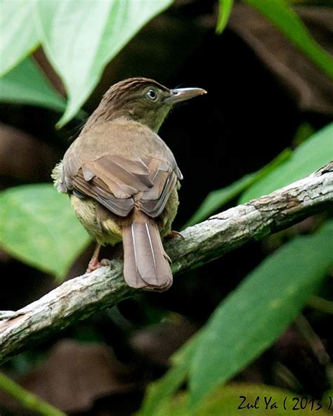 Burung beo memiliki nama ilmiah yang sangat indah, yakni gracula religiosa. Zul Ya - Birds of Peninsular Malaysia: The Bulbul's ...