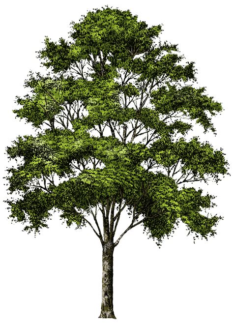 Visualizza altre idee su piante, grafici, alberi. Tree png | Tree photoshop, Landscape drawings, Landscape