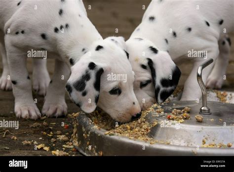 Dalmatian Dog Eating Hi Res Stock Photography And Images Alamy