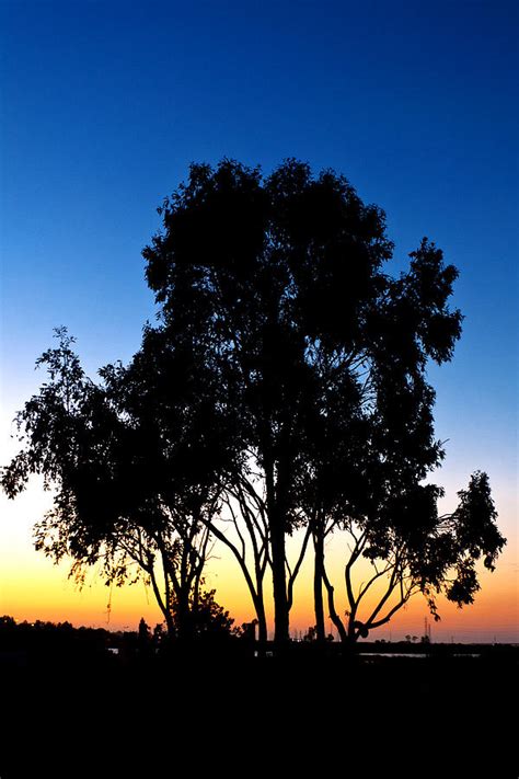 Blue Tree Photograph By Salvatore Ventura