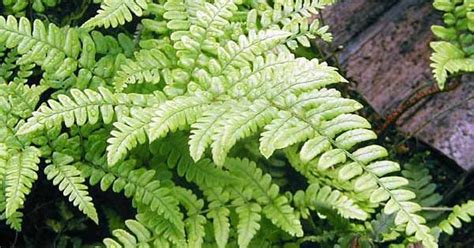 This is a subreddit dedicated to zone 4 as it has been greenlit on steam. Champion wood fern. evergreen zone 5-9 | 2. NW Show: Ferns ...