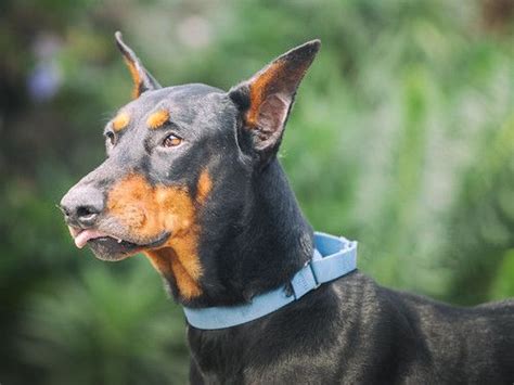 Doberman Pinscher One Of The Bravest Dog Breeds Coyote Hunting