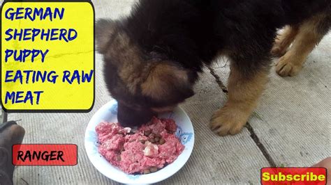 Check spelling or type a new query. German shepherd puppy feeding | Dogs, breeds and ...