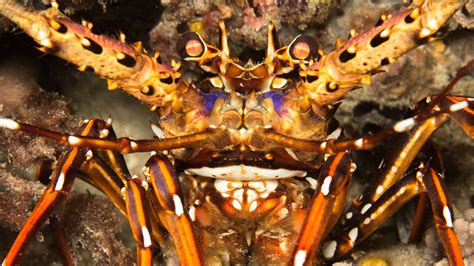 Night Diving At Chale Island Scuba Diving In Kenya