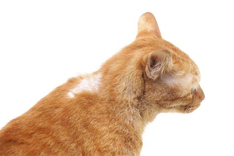Can A Cat Collar Cause Hair Loss