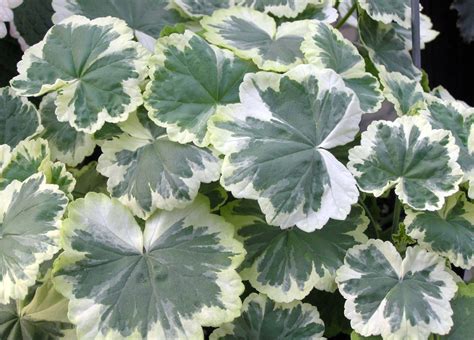 Geranium Plant Leaves Ona Iykq0