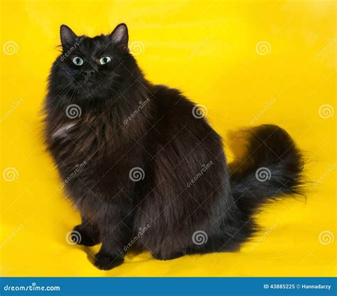 Fluffy Black Cat With Green Eyes Sitting On Yellow Stock Photo Image