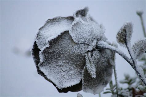 Free Stock Photo Of Rose In The Snow