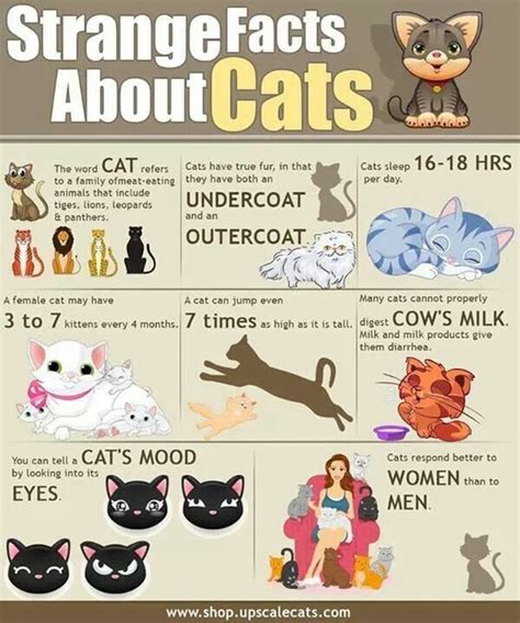 Cat Facts Cat Facts Fun Facts About Cats Cat Infographic