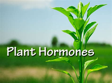 Plant Hormones Phytohormones Overall Science