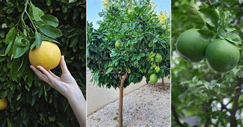 How To Grow Pomelo Growing Guide