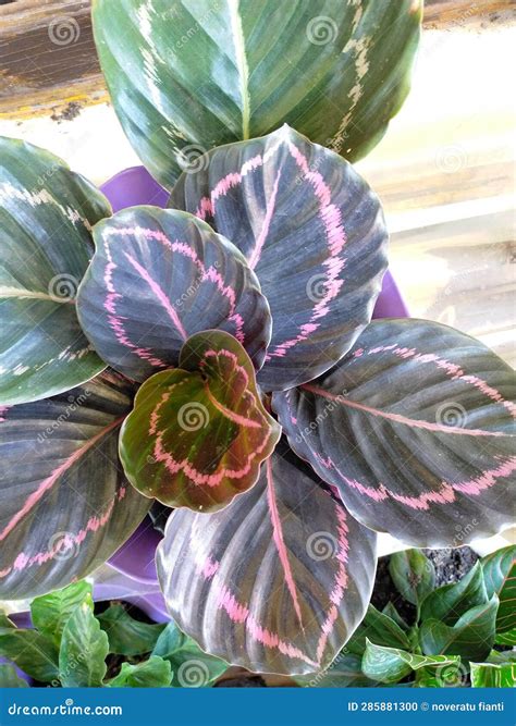 Broadleaf Flower Plants With Beautiful Colors Purplish Green Pink