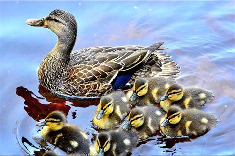 9 Interesting Facts About Ducklings Wildlife Informer