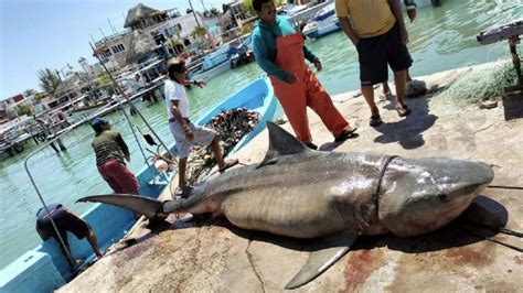 Capturan Un Tiburón De Más De 300 Kilogramos En Río Lagartos Yucatán