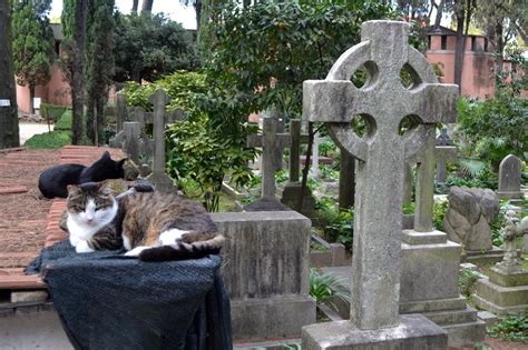 I gatti del Cimitero Acattolico di Roma