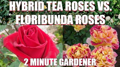 Hybrid Tea Roses Vs Floribunda Roses Youtube