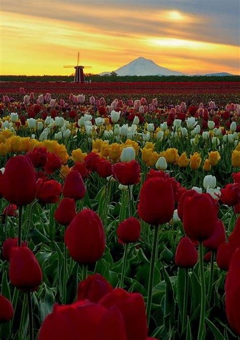 Tulip Farm In Woodburn Oregon Beautiful Flowers Tulips Beautiful