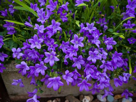 Campanula Bellflower Care Conditions For Growing Bellflowers