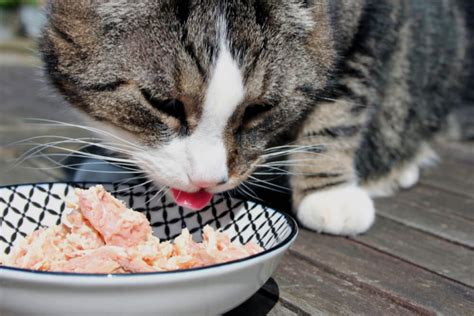 Can Cats Eat Tuna