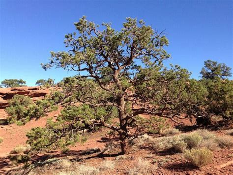 What Is The State Tree Of New Mexico Uses Facts And Faq House Grail