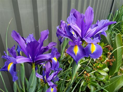 Dutch Iris Plant Care And Growing Guide