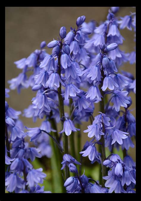 Awesome Bluebell Flower Beautiful Insanity