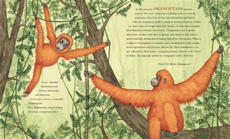 Edwin Sagurton Gorillas And Orangutans