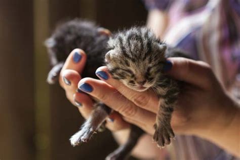 Whats The Best Way To Handle Newborn Kittens Traveling With Your Cat