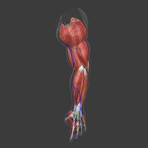 3d Complete Male Arm Anatomy