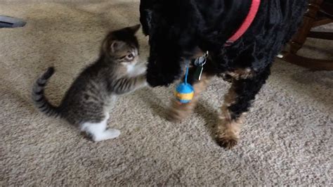 Tiny Kitten Playing With Big Dog Cuteness Overflow Youtube