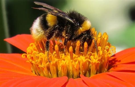 Avoid double flowered varieties which gardeners have bred. New research shows bumblebees possess emotional states ...