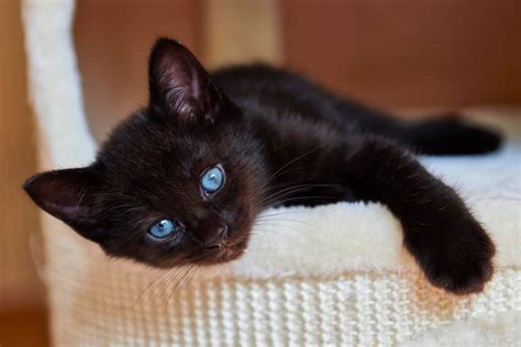 Black Cats With Blue Eyes History Genetics Pictures And Faqs
