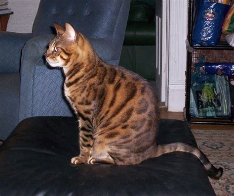 Read indepth bengal cat breed facts including popularity rankings, average prices, highlights and buying advice their heads are a little longer than they are wide with cats having lovely high cheek bones. Bengal Cats: Do They Make Good Pets? | Coops & Cages Coops ...