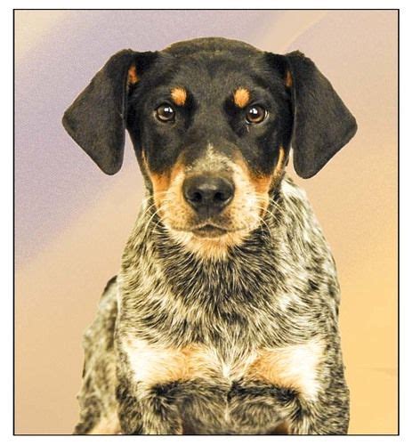 Adopt Cyrus Trained On Petfinder Coonhound Australian Cattle Dog