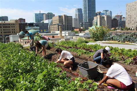 Green Roof Urban Farming For Buildings In High Density Urban Cities